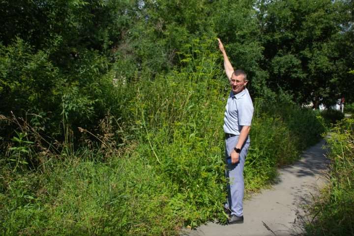 Жители новосибирского Пашино жалуются на ядовитый борщевик